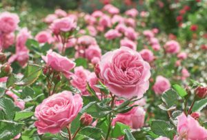 Picture From San Jose Municipal Rose Garden